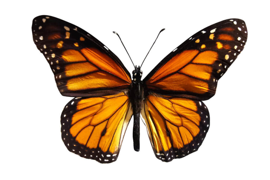 Butterfly metaphor for a new life thanks to EMDR therapy.