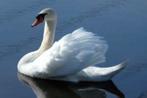 swan, bird, animal, feathers, plumage, wild animals, nature, waterfowl, swimming, beak, water, mirror, ditch